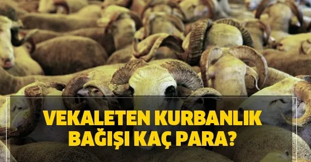 diyanet vekaleten kurbanlik bagisi kac