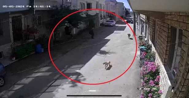 Bursa’da sokak köpeklerinin saldırdığı 3 çocuktan 2’si yaralandı: Olay anı kamerada