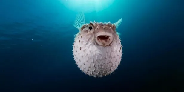 Ve sonunda beklenen oldu! Tanesi 5 lira olunca vatandaşlar akın etti! Devlet getirene 2.5 milyon lira ödeyecek!-5