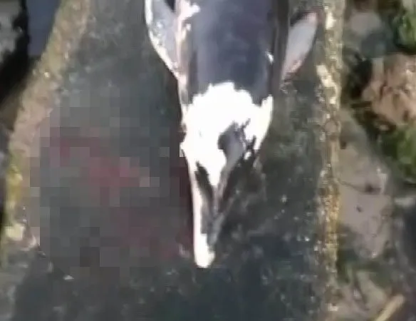 Caniler yunusa ateş etti