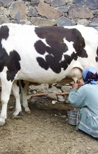 Rüyada süt sağdığını görmek ne anlama gelir?