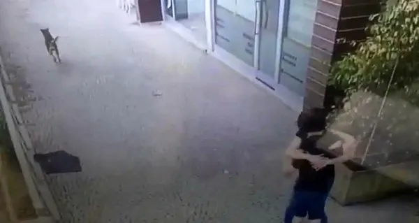 1598520803603.jpg İstanbul'da yolda yürüyen küçük çocuğa 2 köpek birden saldırdı! - 3