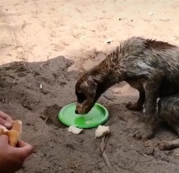 Antalya'da vahşet! Çuvalın içinden ses gelince fark ettiler-1