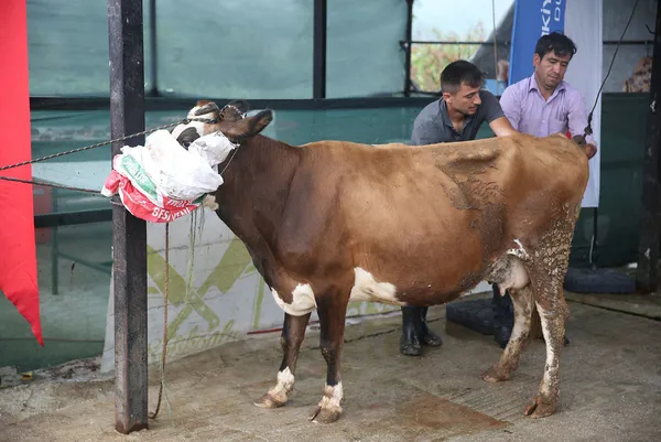 baskan-recep-tayyip-erdogan-turkiye-diyanet-vakfina-bagisladigi-kurban-duzcede-kesildi-1657446469589.jpg Başkan Recep Tayyip Erdoğan Türkiye Diyanet Vakfı'na bağışladığı kurban Düzce'de kesildi-3