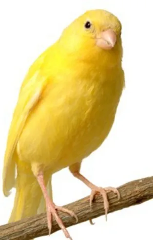 Rüyada kanarya görmek ne anlama gelir?