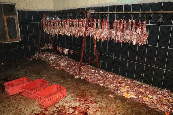 Görüntüler mide bulandırdı-2