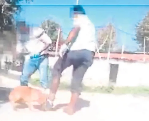 CHP'li Tunç Soyer ve Özlem Çercioğlu’ndan hayvan katliamı-2