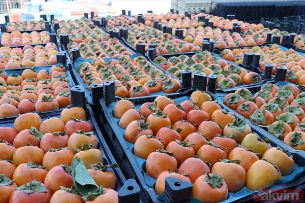 Cennet hurmasında yaş olanın fiyatı 6 kuru olanın fiyatı 50 TL! Almanlar kuru Ruslar yaş tercih ediyor - 21