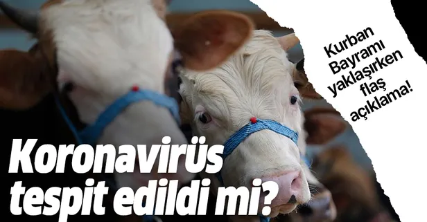Kurbanlıklarda KOVID-19 tespit edildi mi?