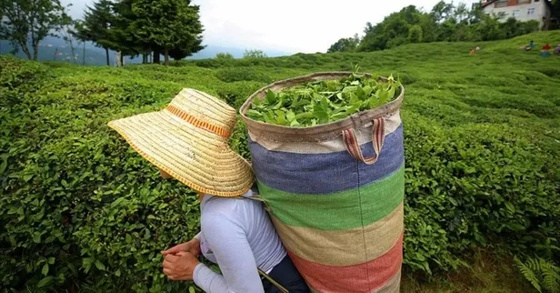 29-mart-caykur-kura-cekimi-canli-izle-caykur-kura-cekimi-hangi-kanalda-rize-trabzon-artvin-giresun-kura-cekimi-1648533046933.jpg 🌿29 MART ÇAYKUR KURA ÇEKİMİ CANLI İZLE! ÇAYKUR kura çekimi sonuçları 2022: Rize, Trabzon, Artvin, Giresun kura çekimi isim listesi - İŞKUR nihai liste!-2