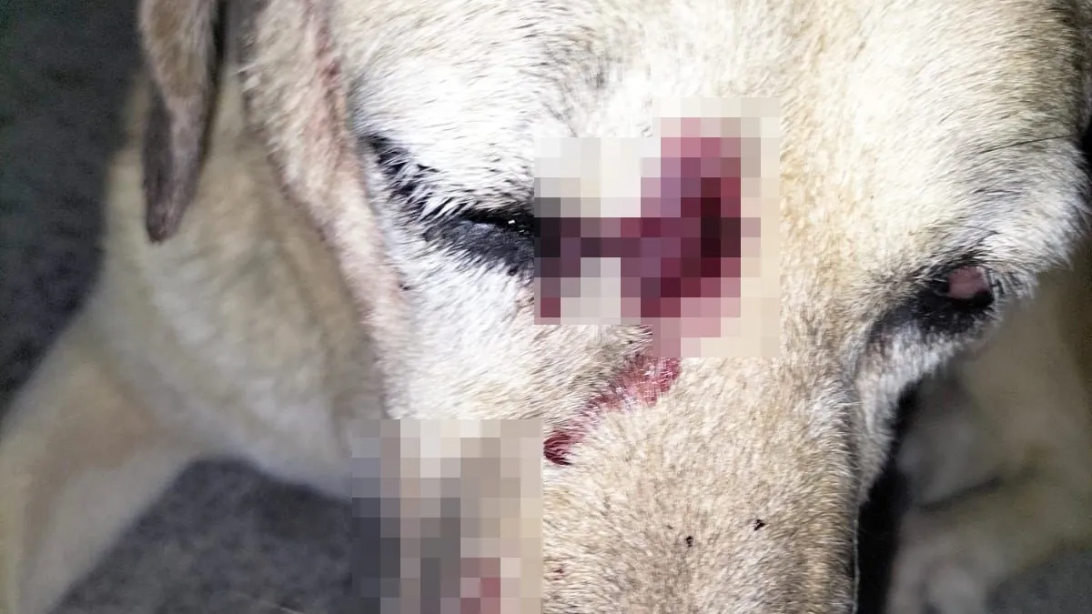 Yerde yatan köpeğe sopayla defalarca vurdular! Köpeğin durumu ağır, saldırganlar serbest!