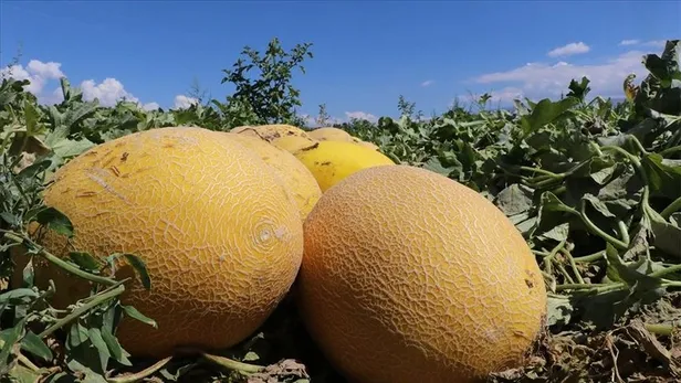 kavun-kabuklarini-sakin-atmayin-cope-atan-bin-pisman-oluyor-meger-kabugu-kendisinden-daha-faydaliymis-1695462965981.jpg Öyle bir etkisi ortaya çıktı ki dışı içinden daha faydalıymış! Kavun kabuklarını sakın çöpe atmayın!-5