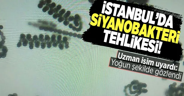 İstanbul'da siyanobakteri tehlikesi! Uzman isimden kritik uyarı