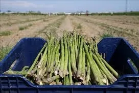 Derde deva kuşkonmaz