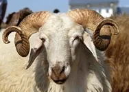 Kurban Bayramı sokağa çıkma yasağı var mı? Kurban Bayramında yasak olacak mı? Kurban Bayramı ne zaman?