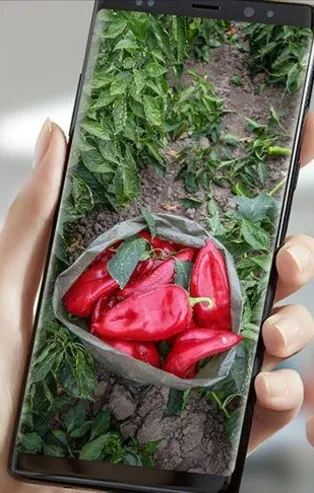 Ette aracı oyununa DİTAP kalkanı