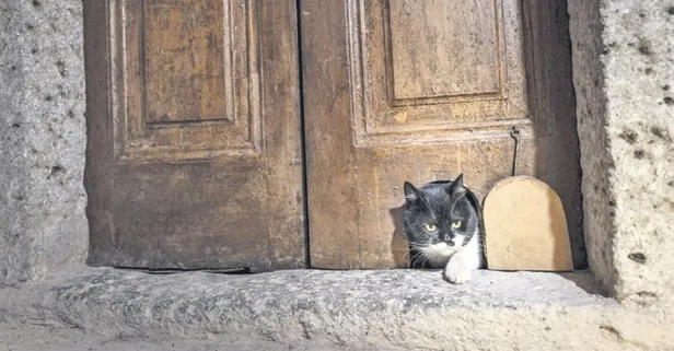 Topkapı Sarayı’nda Osmanlı’dan kalan kedi kapısı onarıldı: Mülayim’in torunu şerbet geçidi yeniden canlandırdı