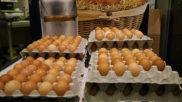 Yumurtada dioksin skandalı! Bağışıklık sistemine zarar veriyor-5