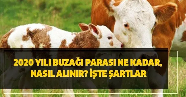 2020 yili buzagi parasi ne kadar nasil alinir iste sartlar takvim
