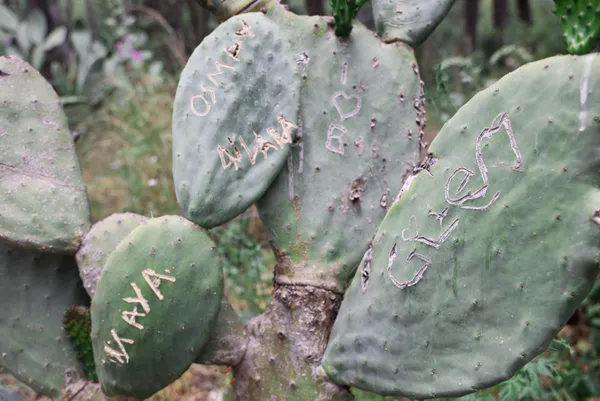 kafaya-bak-asklari-olumsuz-olsun-diye-antalya-olimpos-antik-kentinde-opuntia-turu-kaktuslere-isimlerini-yazip-1651906823893.jpg Kafaya bak! Aşkları ölümsüz olsun diye Antalya Olimpos Antik Kenti'nde Opuntia türü kaktüslere isimlerini yazıp şekil çizdiler-12