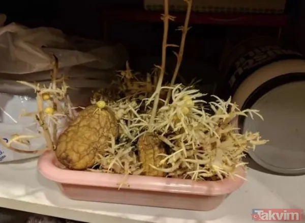 'Bu kadar da olmaz' dedirten iğrenç görüntüler! Mide bulandıran görüntüler - 8