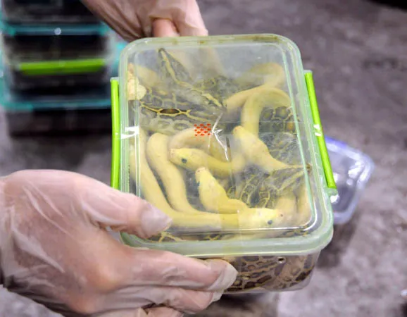 Atatürk Havalimanı'nda dehşet valizi-6