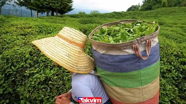 2021-500-isci-alimi-ilani-caykur-isci-alimi-son-dakika-basladi-mi-iste-caykur-basvuru-sartlari-ve-detaylar-1616318296832.jpg 22 Mart İŞKUR-ÇAYKUR başvuru şartları ve kadrolar! ÇAYKUR işçi alımı başvuru ekranı açıldı! 500 işçi alımı yapılıyor-6