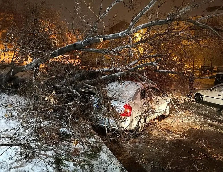 Aksaray’da etkili olan kar yağışı ağaçları devirdi