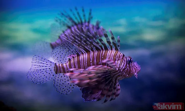 İzmir'de görülen aslan balığı tehlike saçıyor! (Dünyanın en tehlikeli hayvanları) - 3