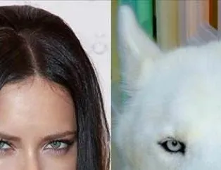 Bu hayvanlarda ünlü ışığı var!