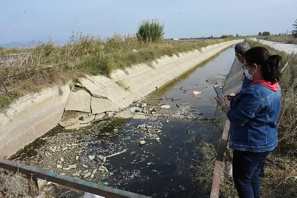 Aydın'da korkunç görüntü! Sulama kanalındaki toplu balık ölümleri kenti ayağa kaldırdı-3