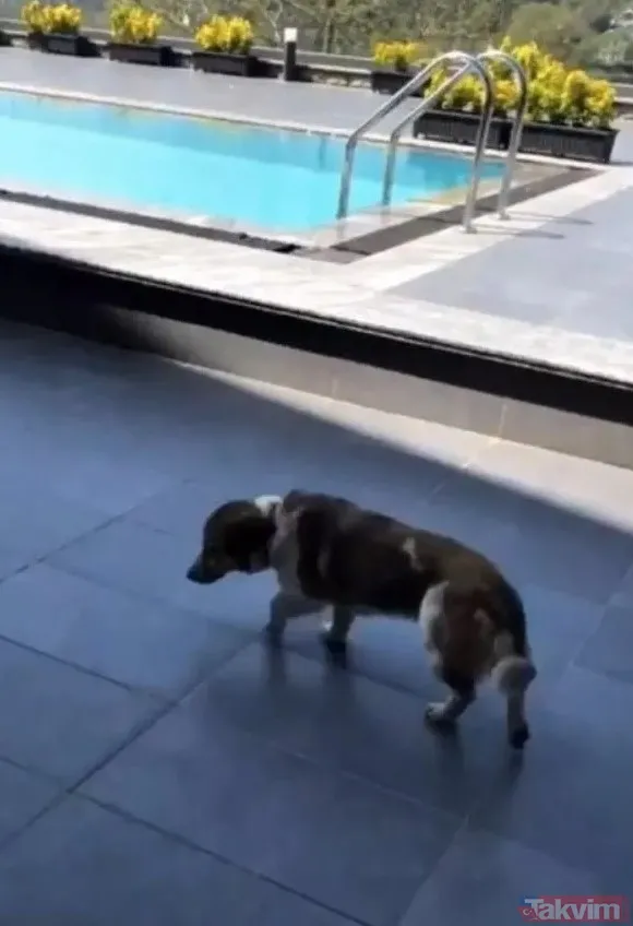 Burak Özçivit küçük oğlu Kerem'i paylaştı! Annesi Fahriye Evcen'den çok babasına benzetildi! Fotoğrafta iki tane Burak var... - 46