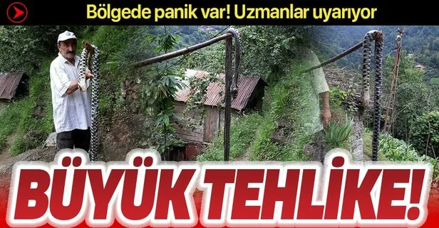 Karadeniz’de yılan tehlikesi: Trabzon’dan sonra şimdi de Sinop ve Artvin’de görüldü! Uzmanlardan kritik uyarı