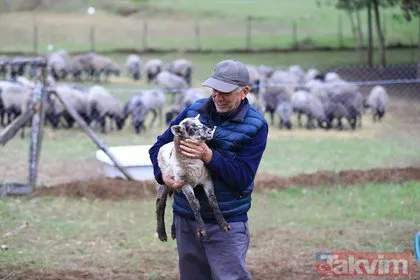 Emekli olduktan sonra koyun yetiştirmeye başladı! Koronavirüsten sonra talebe yetişemiyor