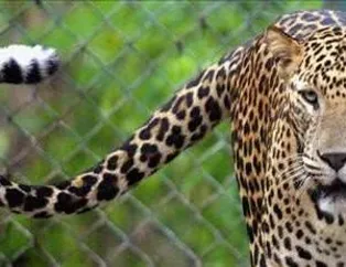 Yırtıcı Leoparlar