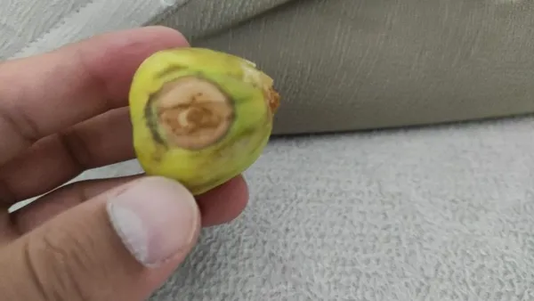 siirtte-sasirtan-goruntu-incirin-uzerinde-ay-yildiz-1631359147354.jpg Siirt'te şaşırtan görüntü! İncirin üzerinde ay yıldız-5