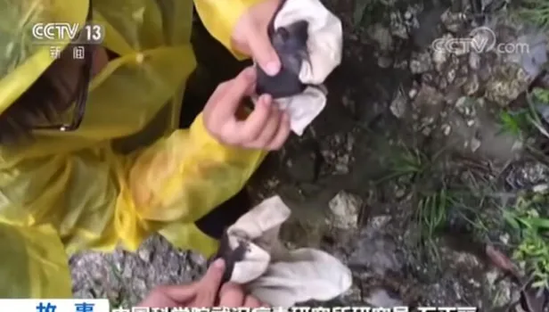 Koronavirüsün ortaya çıktığı Vuhan'dan şoke edici görüntüler! Yarasalar uzmanları ısırdı