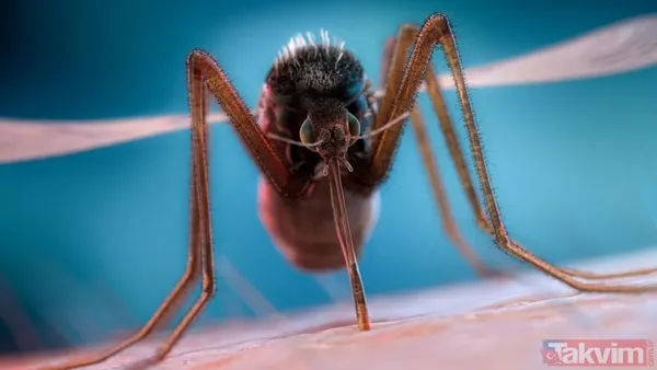 Örümceklerden korkuyor musunuz? Bilim insanları açıkladı: “Böcekler olmasaydı ekosistemin dengesi çökerdi” - 2