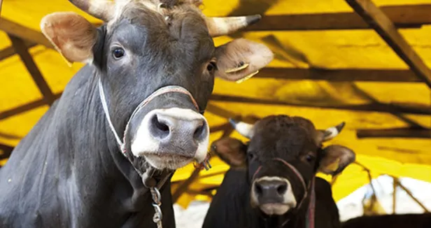 BİM 2020 kurbanlık fiyatları kaç para oldu? Büyükbaş/koç kurbanlık fiyatları ne kadar?-2