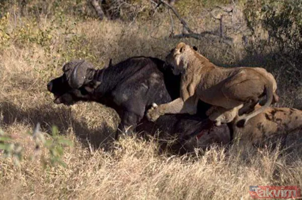 Ava giderken avlandı! Bir anda bufaloların arasında kalan aslanın zor anları (Aslan - Bufalo kavgası) - 31