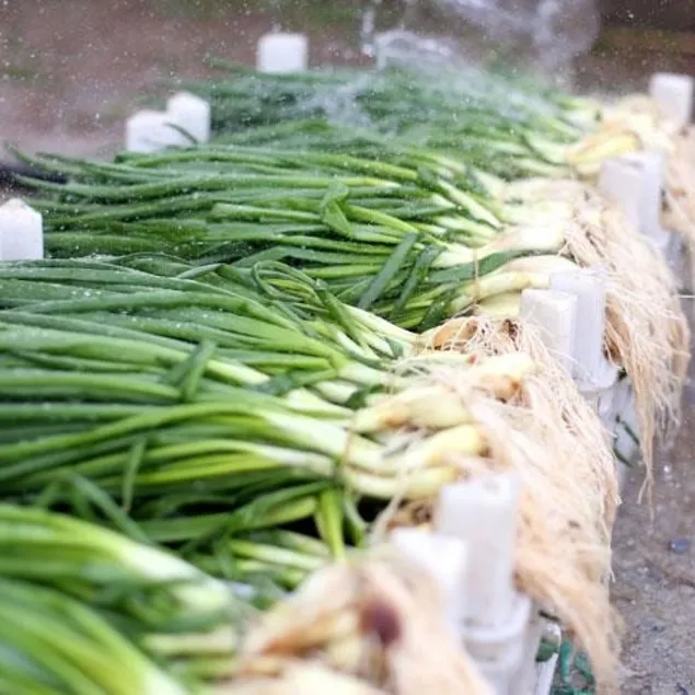 Yeşil soğan ödem atar!