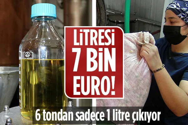 6 tondan sadece 1 litre çıkıyor! Litresi 7 bin Euro-1