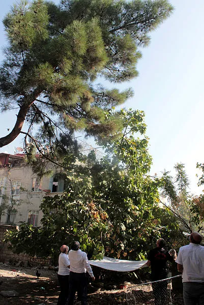 16-gun-boyunca-ac-susuz-agacta-mahsur-kalan-kediyi-itfaiye-kurtardi-1603880141877.jpg 16 gün boyunca aç susuz ağaçta mahsur kalan kediyi itfaiye kurtardı-4