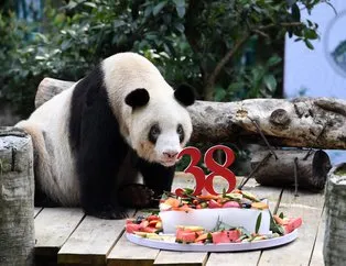 Dünyanın en yaşlı pandası Şinşing vefat etti