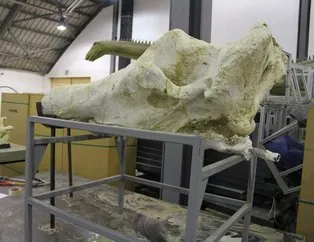 Kayseri’de 4 yıldır devam ediyordu! Bütün gergedan kafatası bulundu! 7,5 milyon yıl öncesine ait...