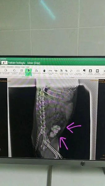 kopegin-mesanesinden-cikanlar-soke-etti-tam-55-parca-1664793752341.jpeg Köpeğin mesanesinden çıkanlar şoke etti! Tam 55 parça-2