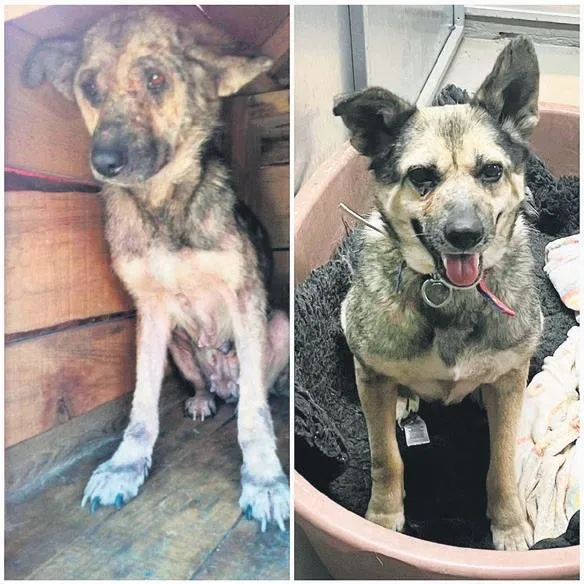 1653081782411.jpeg Zonguldak'ta trafik kazasında yaralanan sokak köpeği Popy'i İngiliz Kirsty Lucas sahiplenip Londra'ya götürdü-2