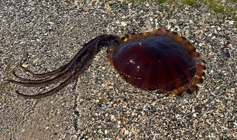 marmara-denizine-girenler-dikkat-gorulmeye-baslandi-uzmanlar-alarm-veriyor-1720019369144.jpg ALARM VERİLDİ: Görülmeye başlandı! Marmara denizine girenler dikkat!-2