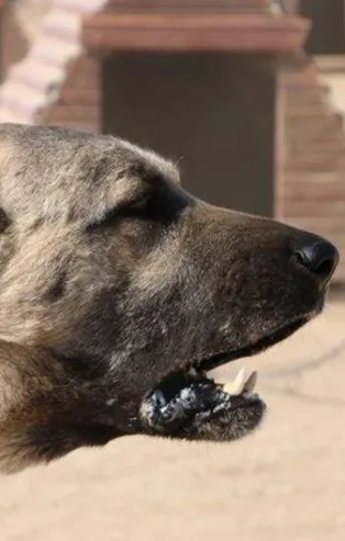 Dünya 'kangal'ı kabul etti