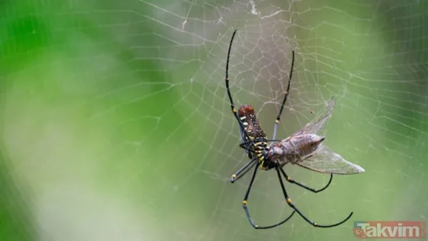 Örümceklerden korkuyor musunuz? Bilim insanları açıkladı: “Böcekler olmasaydı ekosistemin dengesi çökerdi” - 4